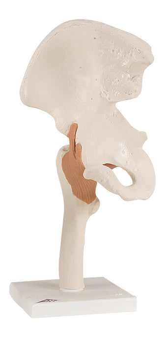 3B Scientific A81 Anatomical Model - Functional Hip Joint - Includes 3B Smart Anatomy