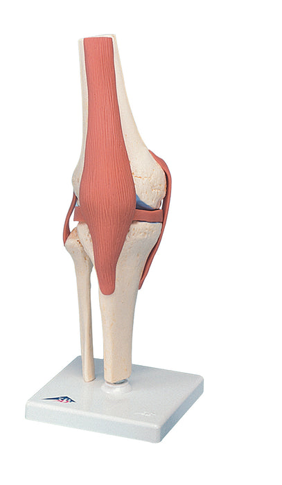 3B Scientific A82/1 Anatomical Model - Functional Knee Joint, Deluxe - Includes 3B Smart Anatomy