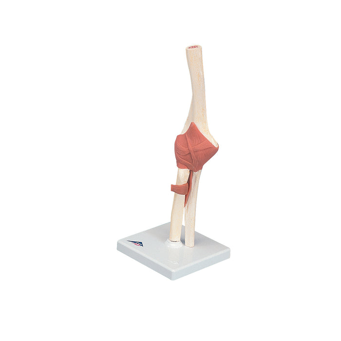 3B Scientific A83/1 Anatomical Model - Functional Elbow Joint, Deluxe - Includes 3B Smart Anatomy