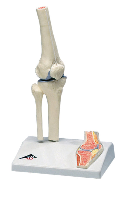 3B Scientific A85/1 Anatomical Model - Mini Knee Joint With Cross Section Of Bone On Base - Includes 3B Smart Anatomy