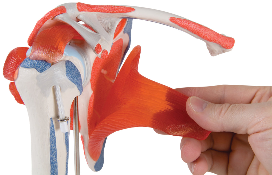 3B Scientific A880 Anatomical Model - Shoulder Joint With Rotator Cuff - Includes 3B Smart Anatomy