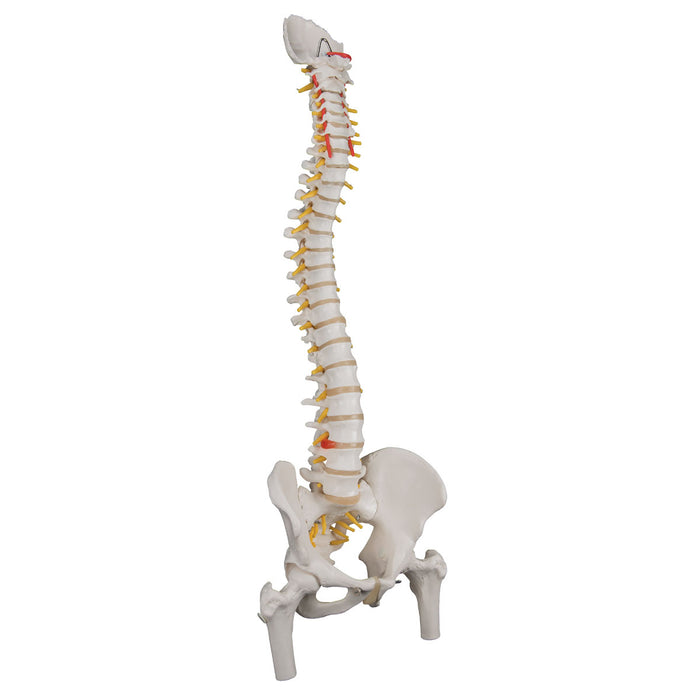 3B Scientific A58/2 Anatomical Model - Flexible Spine, Classic, With Femur Heads - Includes 3B Smart Anatomy