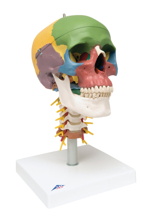 3B Scientific A20/2 Anatomical Model - Didactic Skull, 4 Part, On Cervical Spine - Includes 3B Smart Anatomy
