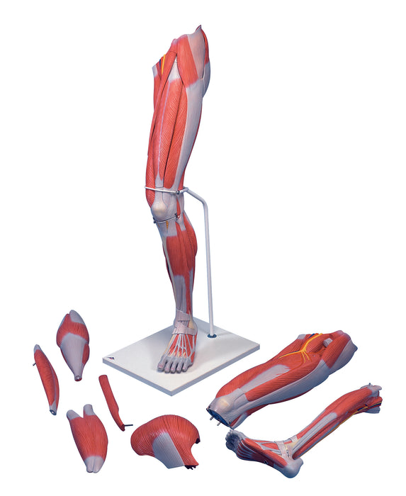3B Scientific M21 Anatomical Model - Deluxe Muscular Leg 7-Part - Includes 3B Smart Anatomy