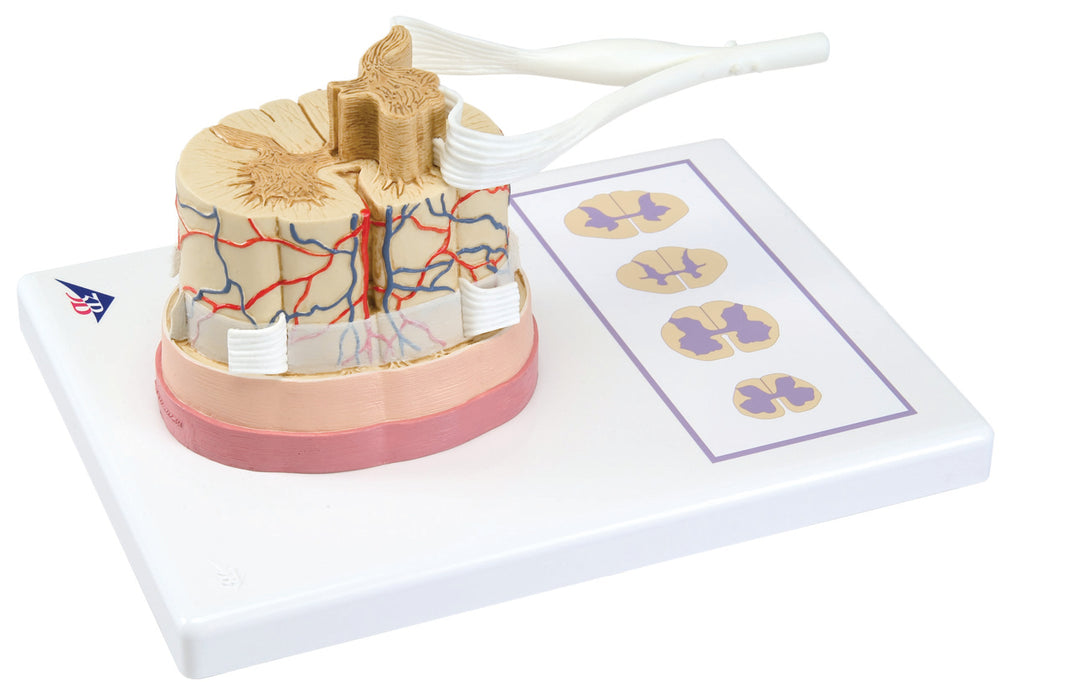 3B Scientific C41 Anatomical Model - Spinal Cord With Nerve Branches - Includes 3B Smart Anatomy