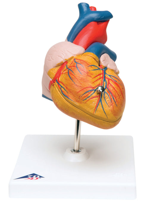 3B Scientific G08 Anatomical Model - Heart, 2-Part - Includes 3B Smart Anatomy