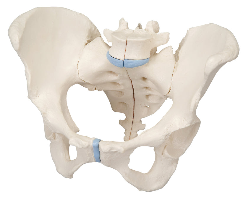 3B Scientific H20/1 Anatomical Model - Female Pelvis, 3-Part - Includes 3B Smart Anatomy