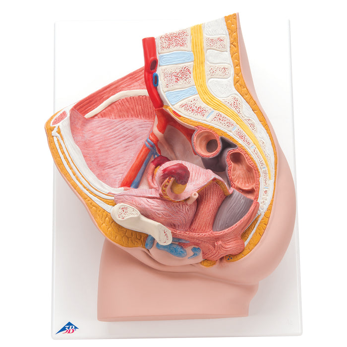 3B Scientific H10 Anatomical Model - Female Pelvis, 2 Part - Includes 3B Smart Anatomy