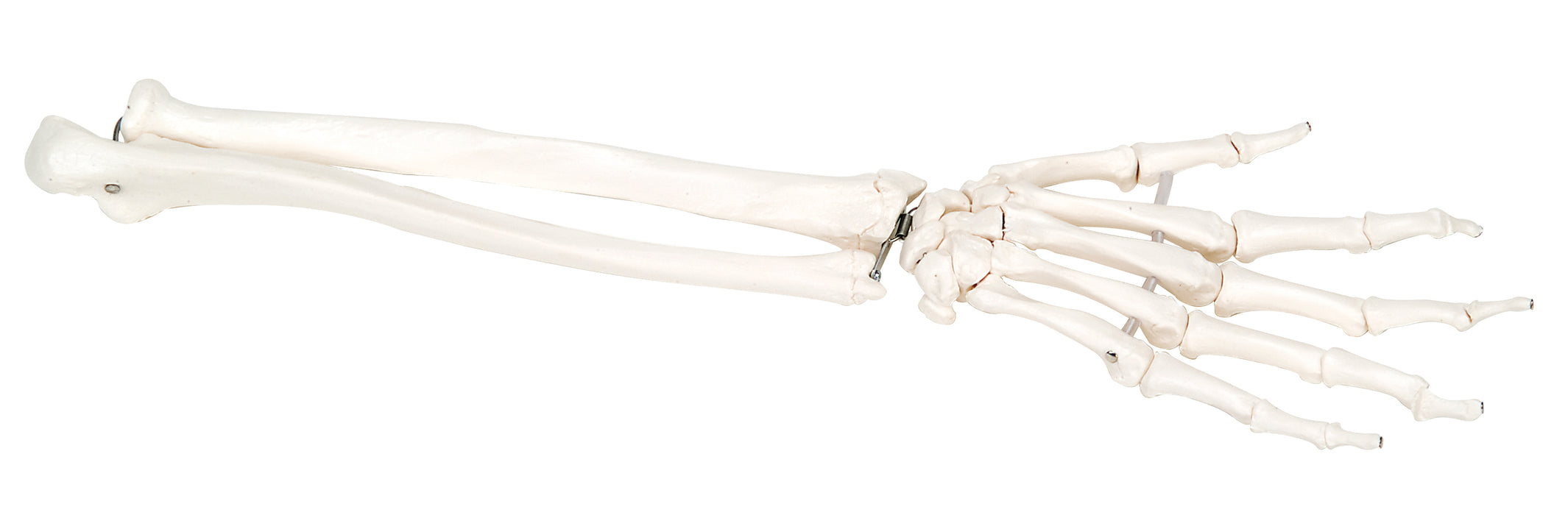 3B Scientific A40/3 Anatomical Model - Loose Bones, Hand Skeleton With Ulna And Radius, Left (Bungee) - Includes 3B Smart Anatomy