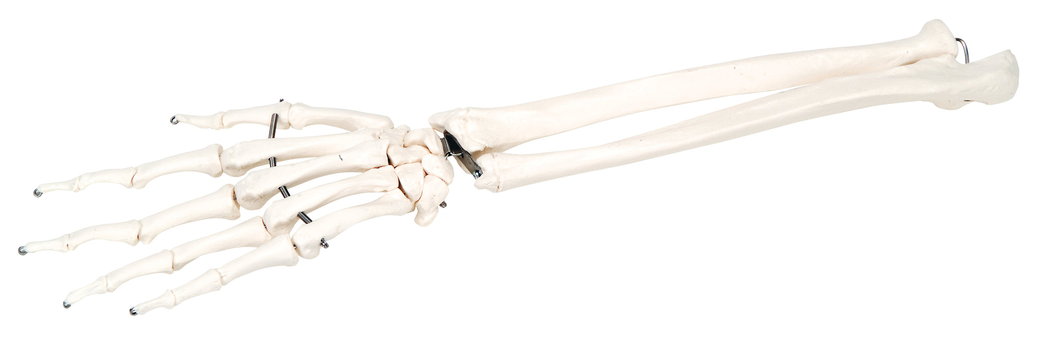 3B Scientific 12-4581R Anatomical Model - Loose Bones, Hand Skeleton With Ulna And Radius (Wire) - Includes 3B Smart Anatomy