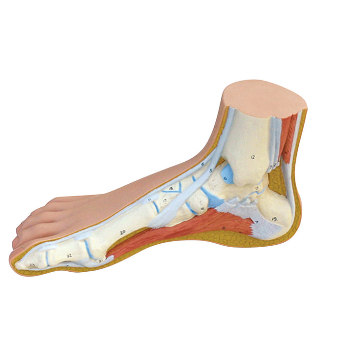 3B Scientific M30 Anatomical Model - Normal Foot - Includes 3B Smart Anatomy