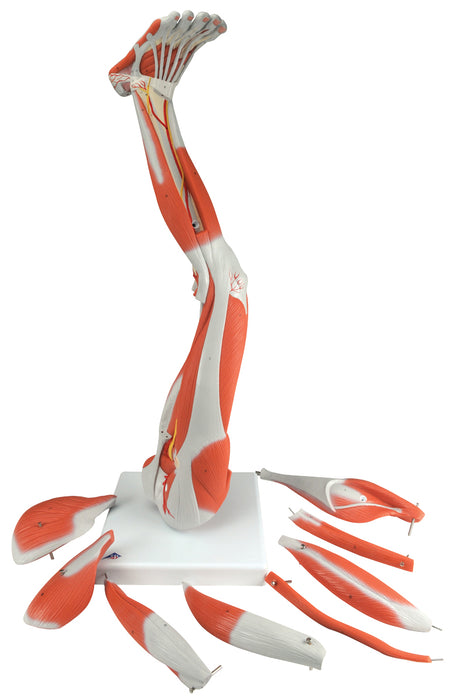 3B Scientific M20 Anatomical Model - Regular Muscular Leg 9-Part - Includes 3B Smart Anatomy