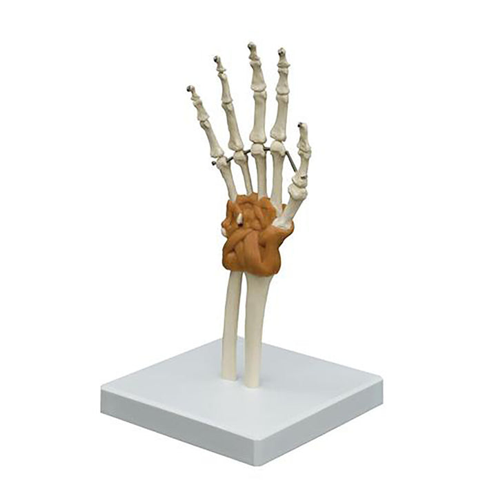 3B Scientific 12-4700 Anatomical Model - Flexible Hand Joint - Includes 3B Smart Anatomy