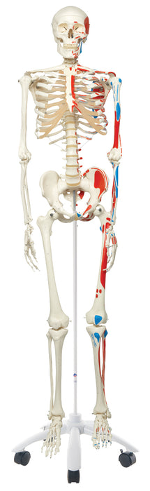 3B Scientific A11 Anatomical Model - Max The Muscle Skeleton On Roller Stand - Includes 3B Smart Anatomy