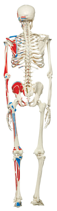 3B Scientific A11 Anatomical Model - Max The Muscle Skeleton On Roller Stand - Includes 3B Smart Anatomy