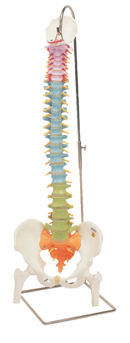 3B Scientific A58/9 Anatomical Model - Flexible Spine, Didactic With Femur Heads - Includes 3B Smart Anatomy