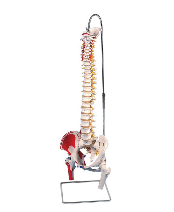 3B Scientific A58/3 Anatomical Model - Flexible Spine, Classic, With Femur Heads, Muscles - Includes 3B Smart Anatomy