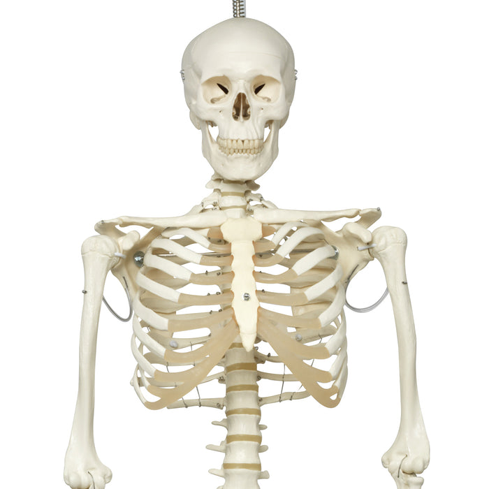 3B Scientific A15/3 Anatomical Model - Phil The Physiological Skeleton On Hanging Roller Stand - Includes 3B Smart Anatomy