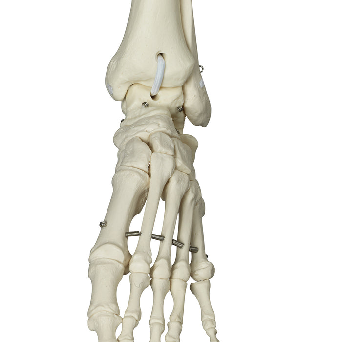 3B Scientific A15/3 Anatomical Model - Phil The Physiological Skeleton On Hanging Roller Stand - Includes 3B Smart Anatomy