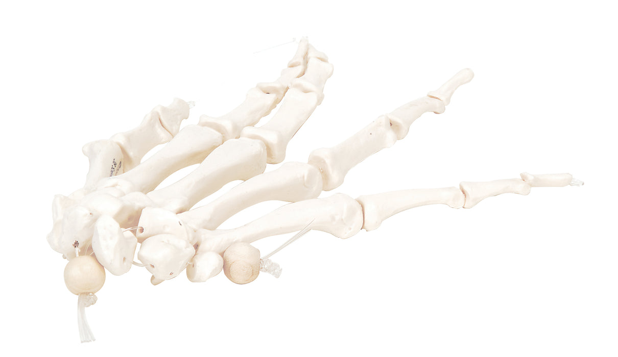 3B Scientific A40/2 Anatomical Model - Loose Bones, Hand Skeleton, Left (Nylon) - Includes 3B Smart Anatomy
