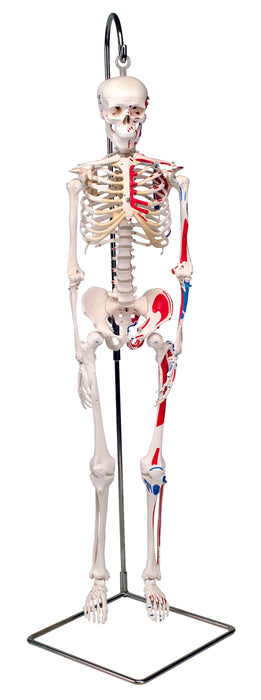 3B Scientific A18/6 Anatomical Model - Shorty The Mini Skeleton With Muscles On Hanging Stand - Includes 3B Smart Anatomy