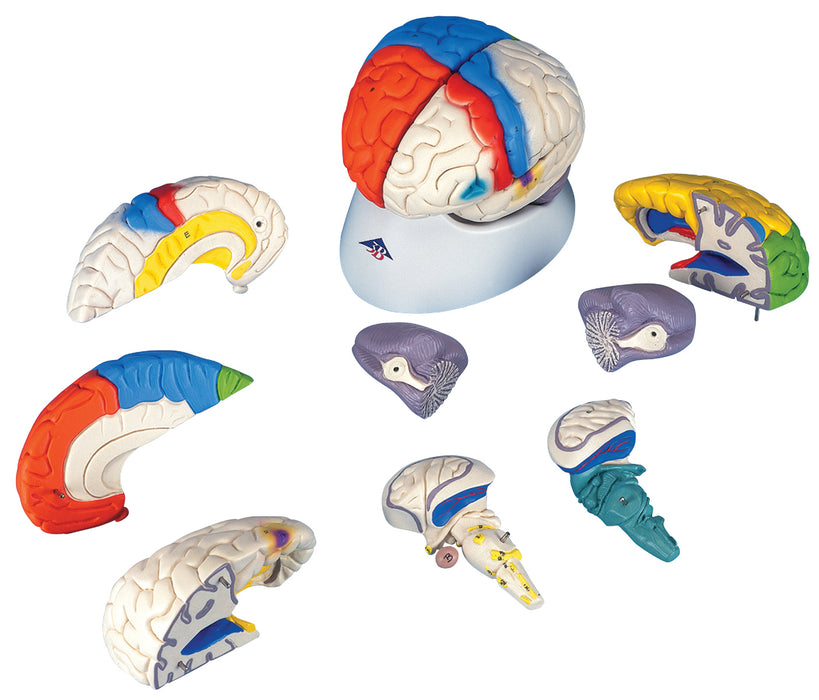 3B Scientific C22 Anatomical Model - Deluxe Brain Neuro-Anatomical, 8-Part - Includes 3B Smart Anatomy