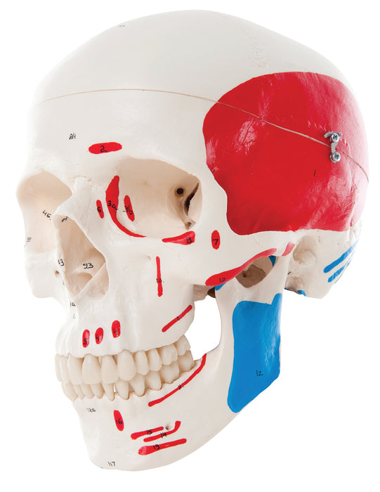 3B Scientific A23 Anatomical Model - Classic Skull, 3-Part Painted - Includes 3B Smart Anatomy