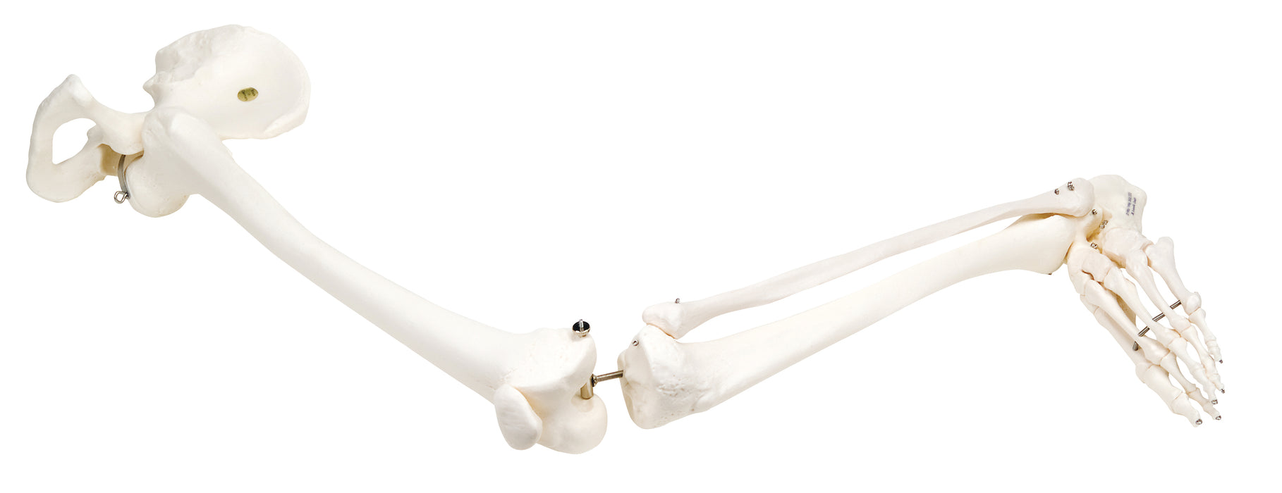 3B Scientific 12-4587L Anatomical Model - Loose Bones, Leg Skeleton With Hip (Wire) - Includes 3B Smart Anatomy