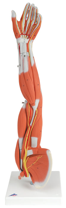 3B Scientific M10 Anatomical Model - Regular Muscular Arm 6-Part - Includes 3B Smart Anatomy