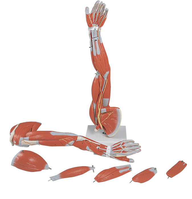 3B Scientific M10 Anatomical Model - Regular Muscular Arm 6-Part - Includes 3B Smart Anatomy