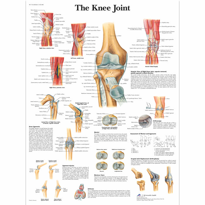 3B Scientific VR1174UU (1-4) Anatomical Chart - Knee Joint, Paper