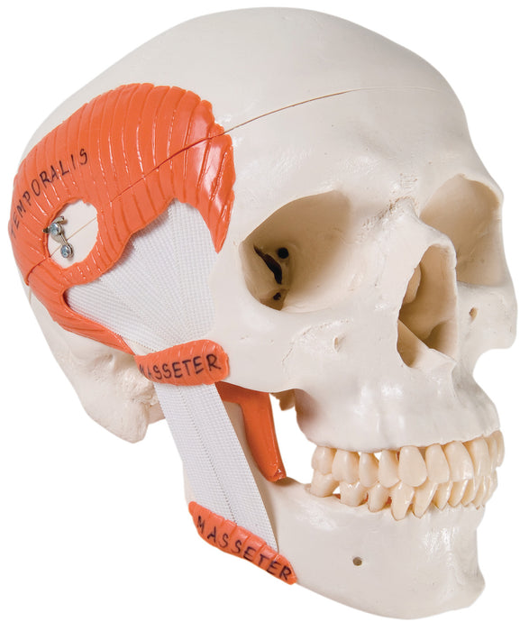 3B Scientific A24 Anatomical Model - Functional Skull, 2 Part With Masticator Muscles - Includes 3B Smart Anatomy