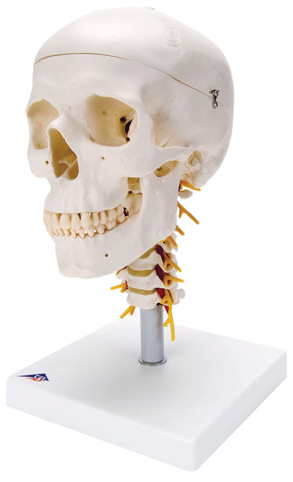 3B Scientific A20/1 Anatomical Model - Classic Skull, 4 Part, On Cervical Spine - Includes 3B Smart Anatomy