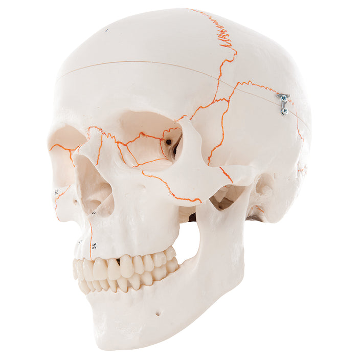 3B Scientific A21 Anatomical Model - Classic Skull, 3-Part Numbered - Includes 3B Smart Anatomy