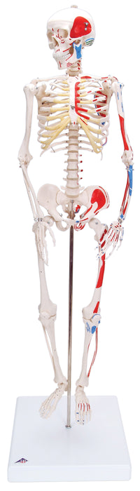 3B Scientific A18/5 Anatomical Model - Shorty The Mini Skeleton With Muscles On Mounted Base - Includes 3B Smart Anatomy