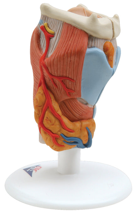 3B Scientific G22 Anatomical Model - Larynx, 2-Part - Includes 3B Smart Anatomy