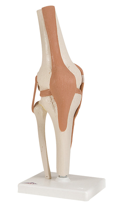 3B Scientific A82 Anatomical Model - Functional Knee Joint - Includes 3B Smart Anatomy
