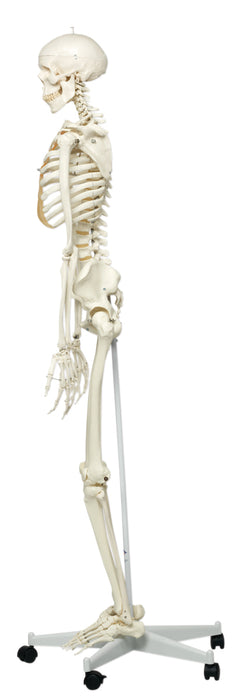 3B Scientific A10 Anatomical Model - Stan The Classic Skeleton On Roller Stand - Includes 3B Smart Anatomy