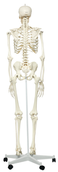 3B Scientific A10 Anatomical Model - Stan The Classic Skeleton On Roller Stand - Includes 3B Smart Anatomy