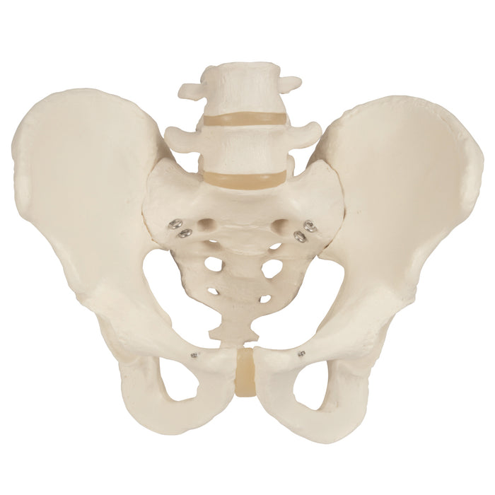 3B Scientific A60 Anatomical Model - Male Pelvic Skeleton - Includes 3B Smart Anatomy