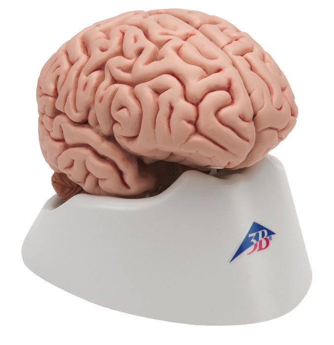 3B Scientific C18 Anatomical Model - Classic Brain 5-Part - Includes 3B Smart Anatomy