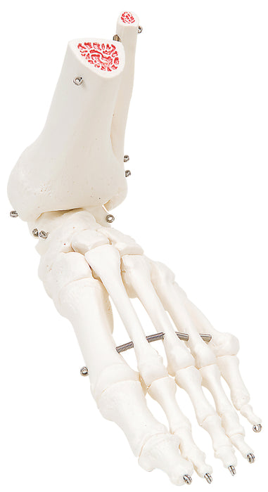 3B Scientific 12-4585L Anatomical Model - Loose Bones, Foot Skeleton With Ankle (Wire) - Includes 3B Smart Anatomy