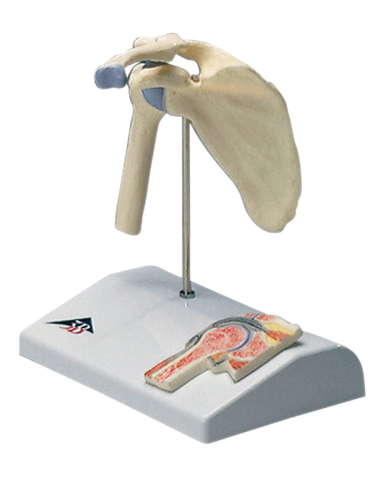 3B Scientific A86/1 Anatomical Model - Mini Shoulder Joint With Cross Section Of Bone On Base - Includes 3B Smart Anatomy