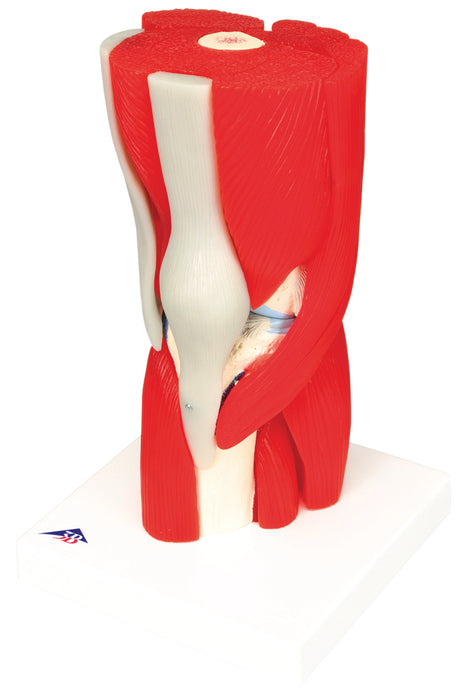 3B Scientific A882 Anatomical Model - Knee Joint With Removable Muscles, 12-Part - Includes 3B Smart Anatomy