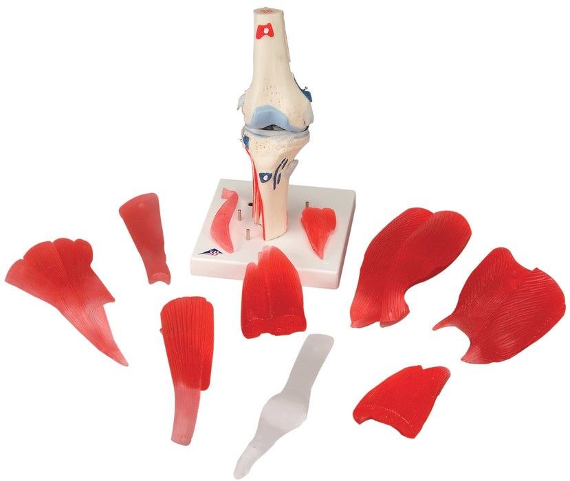 3B Scientific A882 Anatomical Model - Knee Joint With Removable Muscles, 12-Part - Includes 3B Smart Anatomy