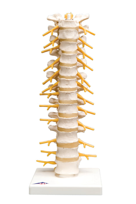 3B Scientific A73 Anatomical Model - Thoracic Spinal Column - Includes 3B Smart Anatomy