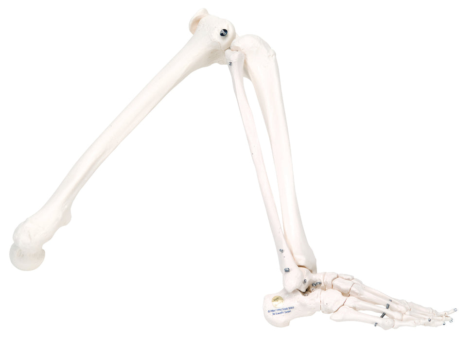 3B Scientific A35 Anatomical Model - Loose Bones, Leg Skeleton (Wire) - Includes 3B Smart Anatomy