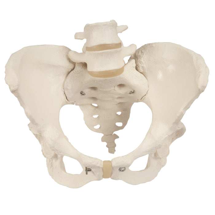3B Scientific A62 Anatomical Model - Pelvic Skeleton, Female, With Movable Femur Heads - Includes 3B Smart Anatomy