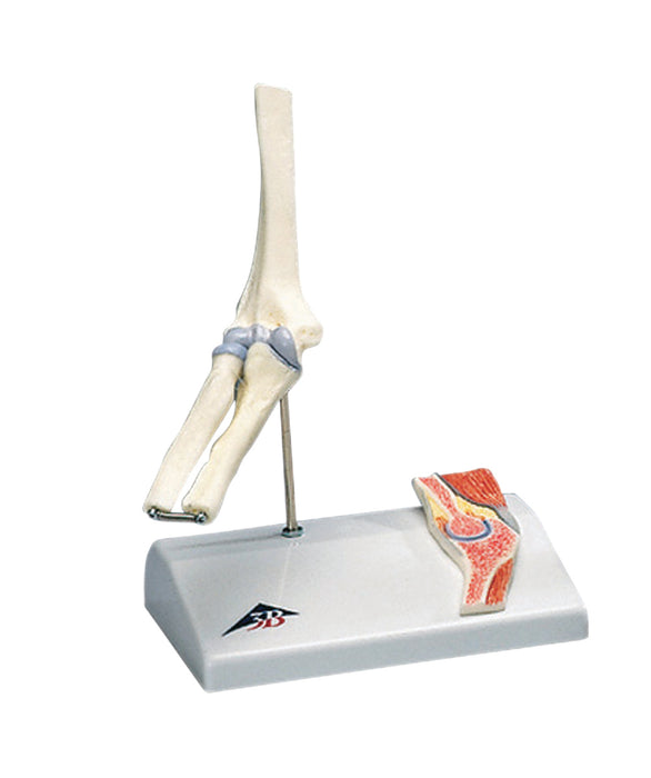 3B Scientific A87/1 Anatomical Model - Mini Elbow Joint With Cross Section Of Bone On Base - Includes 3B Smart Anatomy