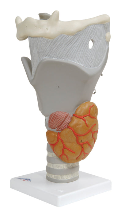 3B Scientific G20 Anatomical Model - Functional Larynx (2.5X Size) - Includes 3B Smart Anatomy